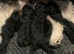 Toy cockapoo pups