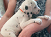 Stunning pure bred Dalmatian pups