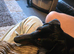 Rehome ozzy