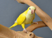 Baby Yellow Quaker,10