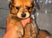 Pomeranian cross Jack Russell