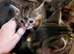 Maine coon x tabby