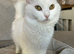 Stunning pure white Persian cross girl 2years