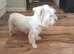 kc registered westie highland terrier girl for sale
