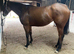 Offered for sale as broodmare - carries competition producing lines -Eventing, Showjumping, Dressage