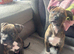 2 male puppy's left