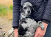 WAITING LIST Miniature Poodle puppies