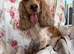 Show cocker puppies