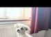 Hypoallergenic white furbaby