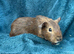 Gorgeous guinea pigs