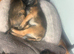 Boy and girl pups ready now