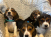 Stunning tri beagles