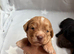 Stunning working cocker spaniel puppies