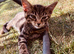 Kittens for sale