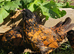 Gold Spangled Thuringian Bantam Pullets