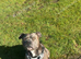 Blue Staffordshire bull terrier for stud