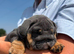 1st class kc registered English bulldog puppies