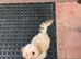 7month old miniature poodle x miniature dachshund boy