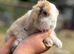 Cute and happy Mini Plush Lop Babies