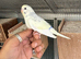 Co-parented baby budgie