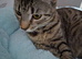Beautiful Tabby Girl