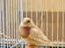 female goldian finch