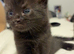 Beautiful Kittens For Sell