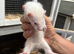Mixed Ferrets available soon