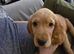 Show cocker spaniel