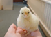 4 pekin and 2 lemon sablepoot chicks