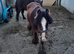 Cob pony
