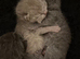 British shorthair kittens