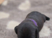 Patterdale terrier puppies