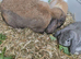 3 beautiful babies