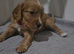 9 cocker Spaniel Puppies