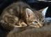 Beautiful Bengal Cross Kittens – Tabby, Calico & Ginger – Ready Soon