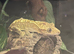 Crested Gecko & Bio Active Terrarium