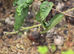 Chinese painted and button quail