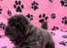 KC registered 6 outstanding adorable chow chow puppies