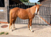 Beautiful 4yo 14hh Mare, Sweet, Safe and Genuine