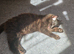 Kittens for rehomeing
