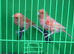 Pair Red Factors &pound;50 The Pair