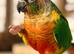 Bonded pair of green cheek conures