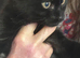 Russian black X 3 months boy very loving
