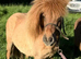 Beautiful dun Shetland pony