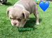 2 beautiful fluffy carrying puppies ready to go now