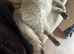 Seal point ragdoll female (not neutered)