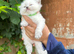 Beautiful Pure Blue Point Ragdoll
