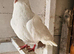 White tumbler pigeons for sale