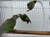 Brown headed parrot pairs